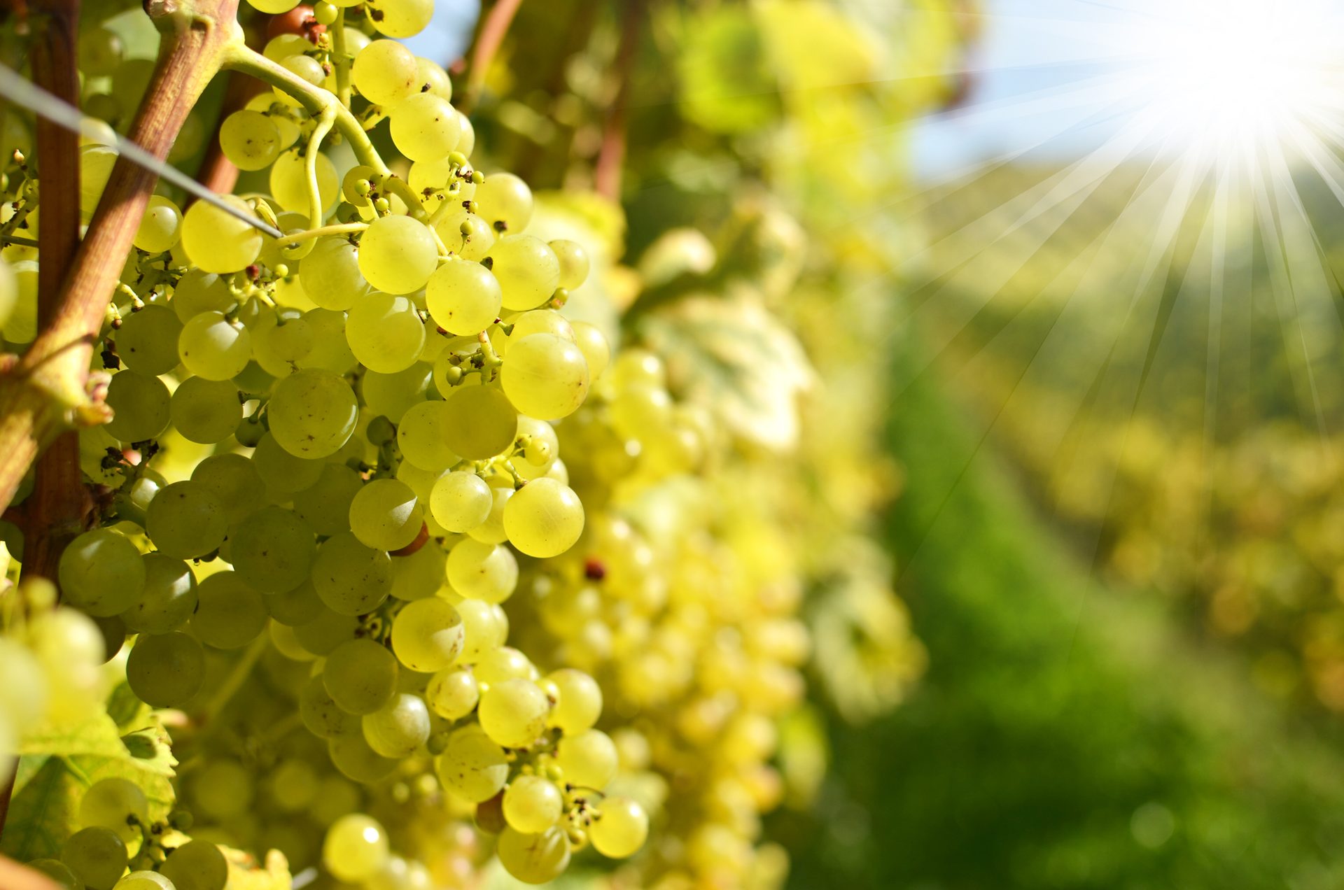 Maison à rénover au coeur des vignes